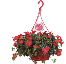 Petunie curgătoare într-un ghiveci cu suport de agățat