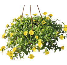 Coș suspendat cu flori Portulaca