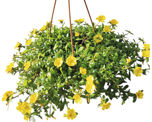 Coș suspendat cu flori Portulaca