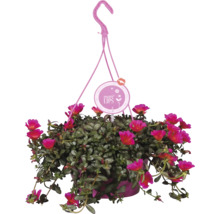 Plantă suspendată cu flori roz și logo-ul More Lips