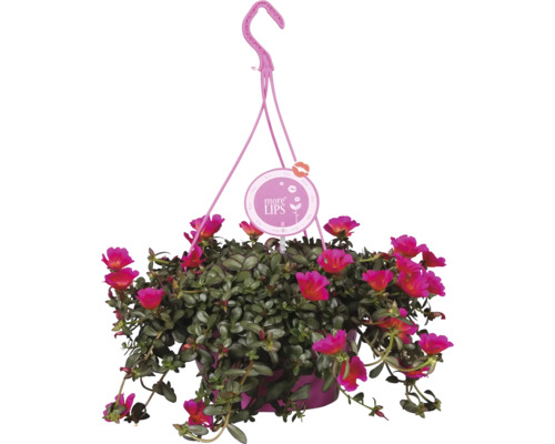 Plantă suspendată cu flori roz și logo-ul More Lips