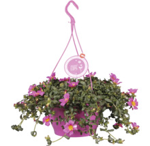 Coș suspendat cu flori curpeniță înflorite