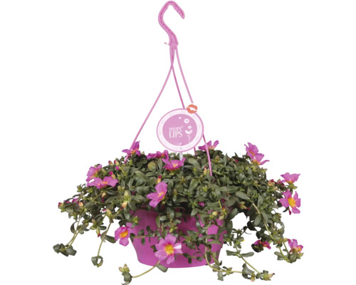 Coș suspendat cu flori curpeniță înflorite