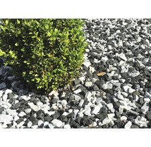 Prim-plan cu pietriș decorativ și un arbust mic