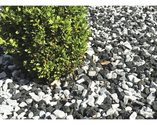 Prim-plan cu pietriș decorativ și un arbust mic