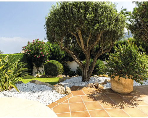 Scenă luminoasă de grădină cu măslin, pietriș decorativ și pietre de pavaj