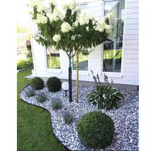 Scenă de grădină cu hortensie pe trunchi, strat de pietriș și sfere de buxus