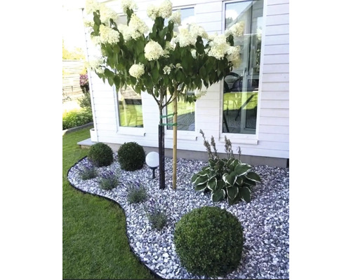 Scenă de grădină cu hortensie pe trunchi, strat de pietriș și sfere de buxus