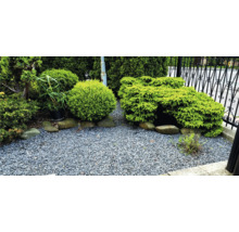 Alei de grădină cu pietriș și arbuști ornamentali