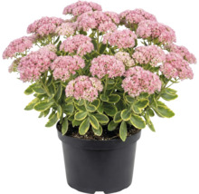 Sedum în ghiveci negru cu inflorescențe roz