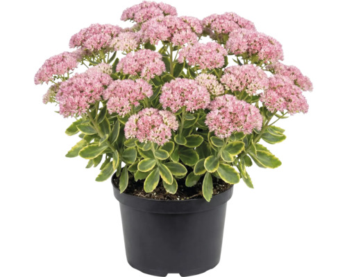 Sedum în ghiveci negru cu inflorescențe roz