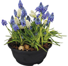 Zambile albastre și albe într-un ghiveci negru