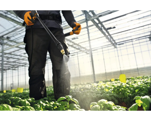 Un bărbat udă plante cu un pulverizator într-o seră.