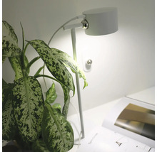 Lampă de birou lângă o plantă de interior și o carte