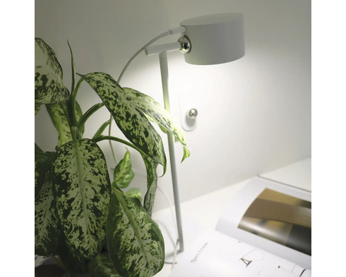 Lampă de birou lângă o plantă de interior și o carte