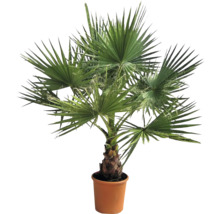 Palmier cânepă în ghiveci