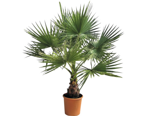 Palmier cânepă în ghiveci