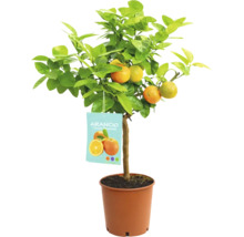 Portocal Citrus sinensis în ghiveci