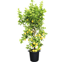 Lămâi în ghiveci cu fructe galbene și frunze verzi