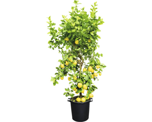 Lămâi în ghiveci cu fructe galbene și frunze verzi