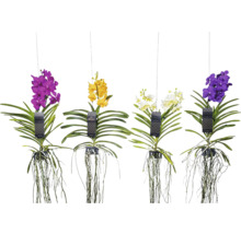 Orhidee ANSU în diferite culori, suspendate