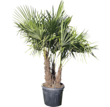 Palmier de cânepă în ghiveci pentru grădină