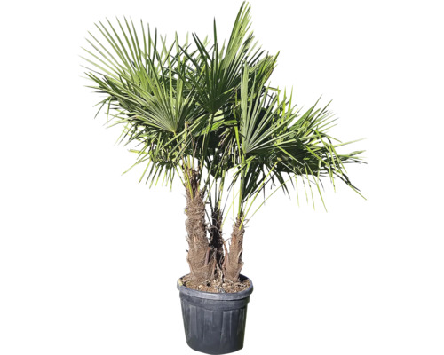 Palmier de cânepă în ghiveci pentru grădină