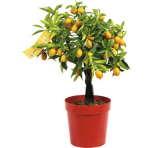 Arbore de kumquat în ghiveci cu fructe și frunze