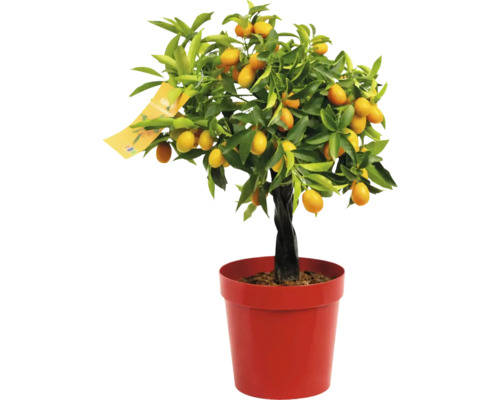 Arbore de kumquat în ghiveci cu fructe și frunze