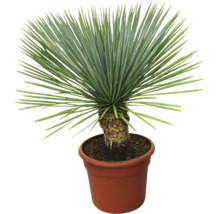 Yucca plantă de interior în ghiveci