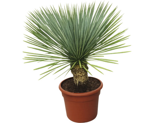 Yucca plantă de interior în ghiveci