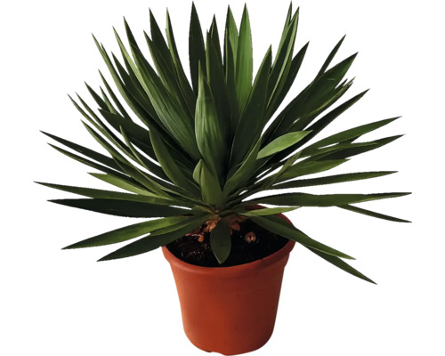 Yucca plantă de apartament în ghiveci