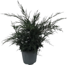 Chiparos într-un ghiveci