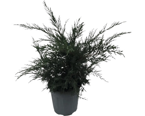 Chiparos într-un ghiveci