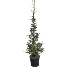 Cedru crescut în ghiveci