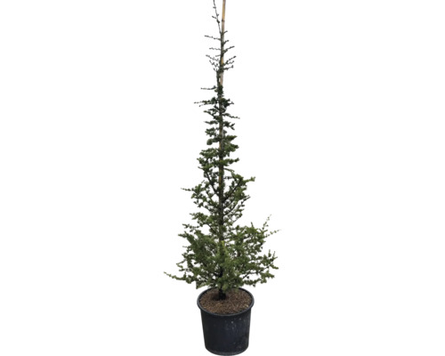 Cedru crescut în ghiveci