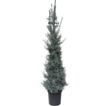 Chiparos într-un ghiveci