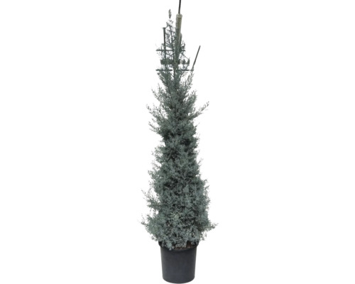 Chiparos într-un ghiveci