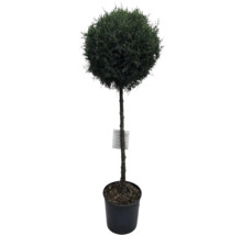 Arbore artificial de tuia sferică în ghiveci