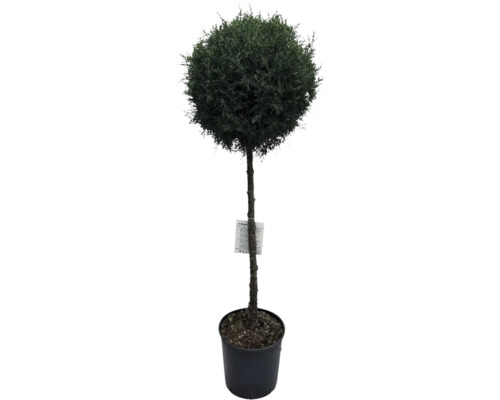 Arbore artificial de tuia sferică în ghiveci