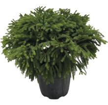 Cedru japonez în ghiveci