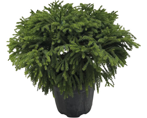 Cedru japonez în ghiveci