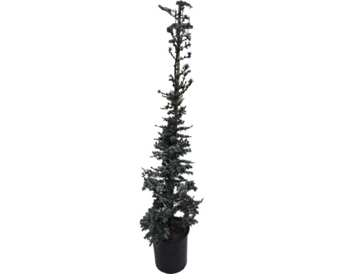 Cedru albastru de Atlas în ghiveci