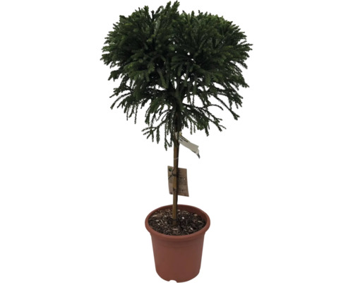 Cedru japonez ca arbore modelat în ghiveci