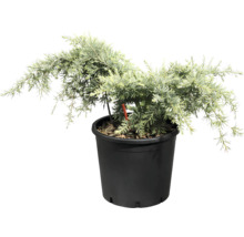 Plantă la ghiveci cu ace sempervirescente în ghiveci