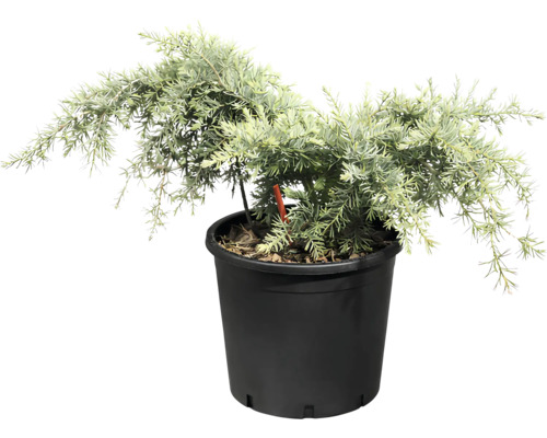 Plantă la ghiveci cu ace sempervirescente în ghiveci