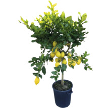 Lămâi în ghiveci cu fructe și frunze