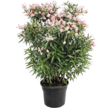 Leandru în ghiveci cu flori roz