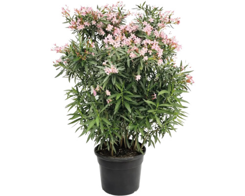 Leandru în ghiveci cu flori roz