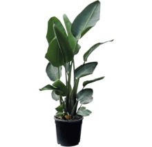 Strelitzia într-un ghiveci